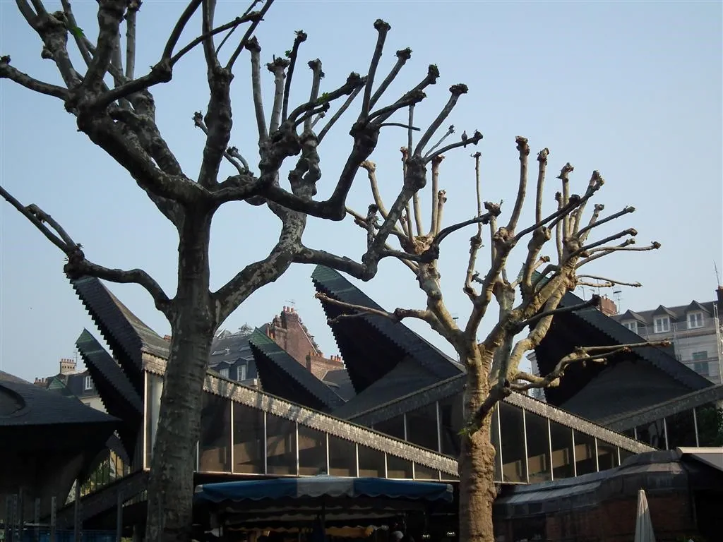 Rouen 2011 94 20130219 1761503245