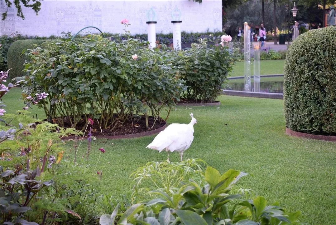 G19.4 tivoli gardens cont. wed19 jul 40