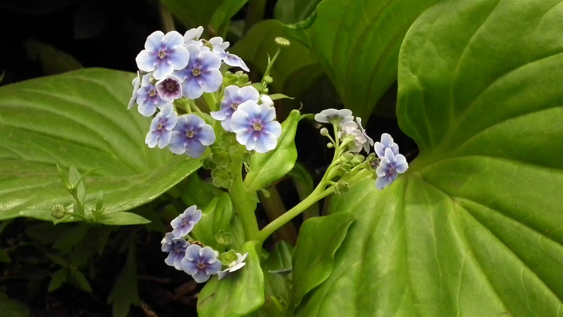 Dscf5271
