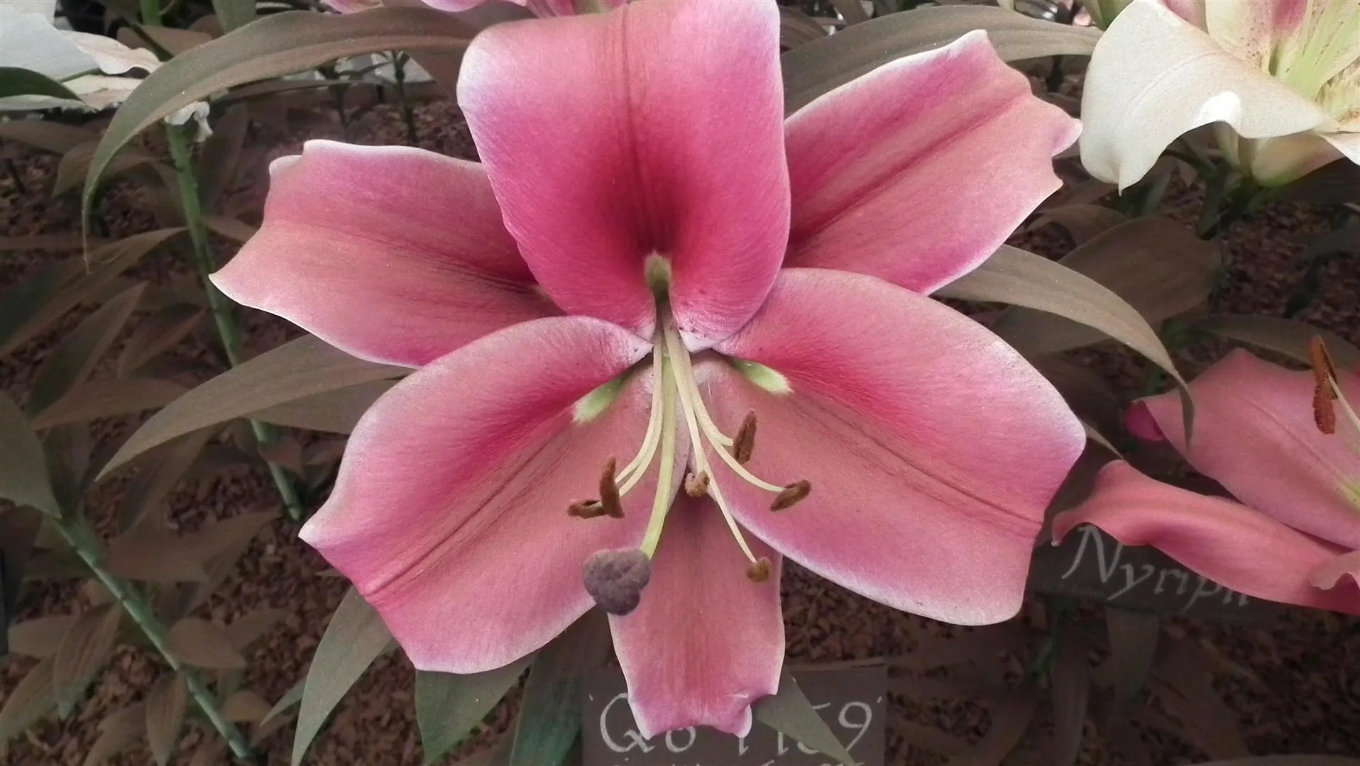Dscf5477