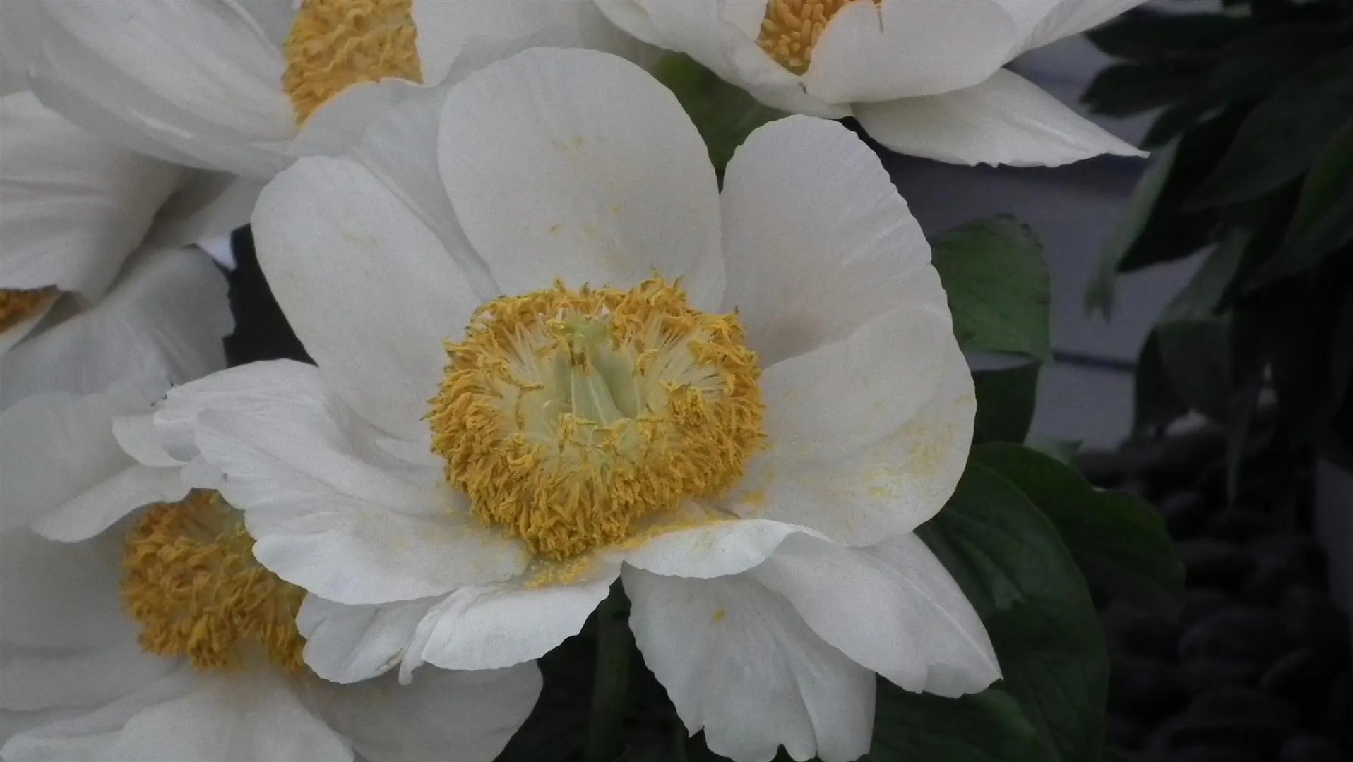 Dscf5492