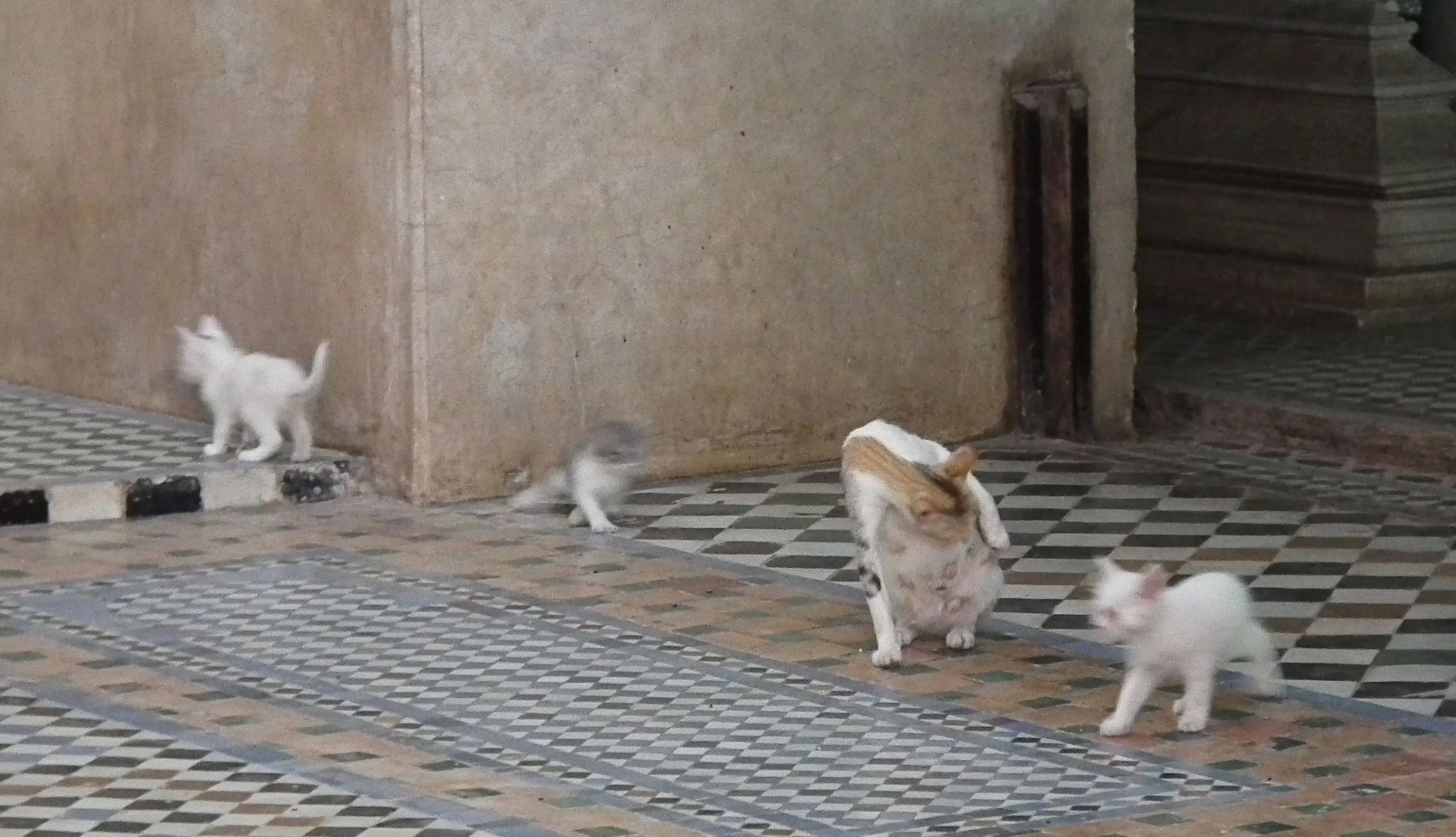 Saadian Tomb Cats